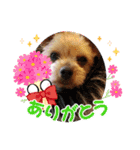 愛犬MIKO❤️（個別スタンプ：1）