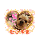 愛犬MIKO❤️（個別スタンプ：14）