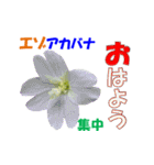 エゾの花（個別スタンプ：1）