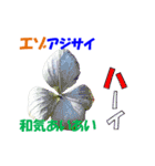 エゾの花（個別スタンプ：2）