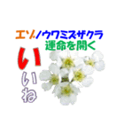 エゾの花（個別スタンプ：4）