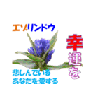 エゾの花（個別スタンプ：25）