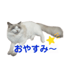 ラグドールのてんちゃん2（個別スタンプ：4）