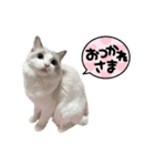 ラグドールのてんちゃん2（個別スタンプ：6）