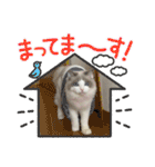 ラグドールのてんちゃん2（個別スタンプ：8）