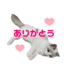 ラグドールのてんちゃん2（個別スタンプ：10）