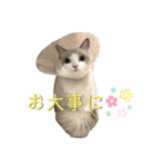 ラグドールのてんちゃん2（個別スタンプ：29）