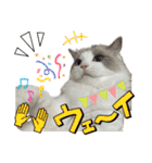 ラグドールのてんちゃん2（個別スタンプ：33）