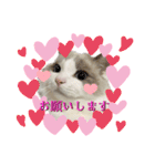 ラグドールのてんちゃん2（個別スタンプ：37）