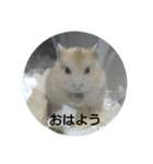 ハムスターのモカちゃん・挨拶・敬語（個別スタンプ：1）