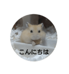 ハムスターのモカちゃん・挨拶・敬語（個別スタンプ：3）