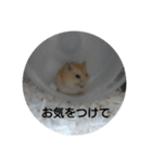 ハムスターのモカちゃん・挨拶・敬語（個別スタンプ：8）
