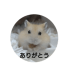 ハムスターのモカちゃん・挨拶・敬語（個別スタンプ：9）