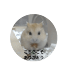 ハムスターのモカちゃん・挨拶・敬語（個別スタンプ：12）