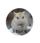 ハムスターのモカちゃん・挨拶・敬語（個別スタンプ：15）