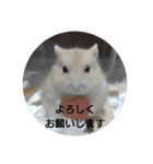 ハムスターのモカちゃん・挨拶・敬語（個別スタンプ：16）