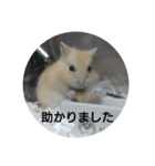 ハムスターのモカちゃん・挨拶・敬語（個別スタンプ：28）