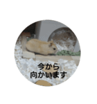 ハムスターのモカちゃん・挨拶・敬語（個別スタンプ：29）