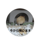 ハムスターのモカちゃん・挨拶・敬語（個別スタンプ：30）