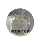 ハムスターのモカちゃん・挨拶・敬語（個別スタンプ：31）