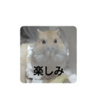 ハムスターのモカちゃん・挨拶・敬語（個別スタンプ：40）
