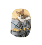 むぎ、もも、ここあ（個別スタンプ：13）