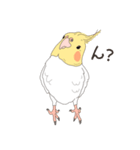 オカメインコさん。(ホワイト)1（個別スタンプ：21）