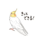 オカメインコさん。(ホワイト)1（個別スタンプ：35）