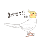 オカメインコさん。(ホワイト)1（個別スタンプ：36）