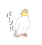 オカメインコさん。(ホワイト)1（個別スタンプ：40）