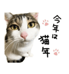 白キジ猫ぼっちゃんのお正月(改)（個別スタンプ：8）