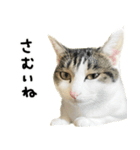 白キジ猫ぼっちゃんのお正月(改)（個別スタンプ：9）