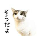 白キジ猫ぼっちゃんのお正月(改)（個別スタンプ：11）