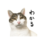 白キジ猫ぼっちゃんのお正月(改)（個別スタンプ：14）