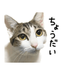 白キジ猫ぼっちゃんのお正月(改)（個別スタンプ：16）