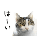 白キジ猫ぼっちゃんのお正月(改)（個別スタンプ：24）