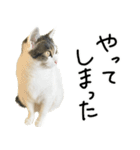 白キジ猫ぼっちゃんのお正月(改)（個別スタンプ：28）