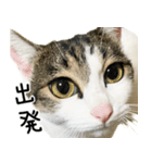 白キジ猫ぼっちゃんのお正月(改)（個別スタンプ：31）