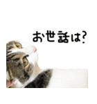 白キジ猫ぼっちゃんのお正月(改)（個別スタンプ：35）