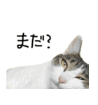 白キジ猫ぼっちゃんのお正月(改)（個別スタンプ：36）