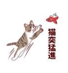 猫熟語スタンプ（個別スタンプ：6）