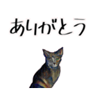 【水彩画】ネコのスタンプ（個別スタンプ：6）