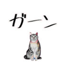 【水彩画】ネコのスタンプ（個別スタンプ：19）