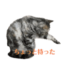 こむぎときなこのスタンプ（個別スタンプ：14）