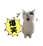 トッティーツバキテオネル（個別スタンプ：1）