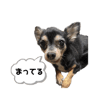 トッティーツバキテオネル（個別スタンプ：11）
