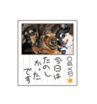 トッティーツバキテオネル（個別スタンプ：19）