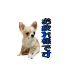m.r.r.c（個別スタンプ：1）