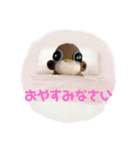 おさるのぼんちゃん（個別スタンプ：5）