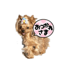 お転婆ヨーキー璃愛華＆愛望＆永愛（個別スタンプ：2）